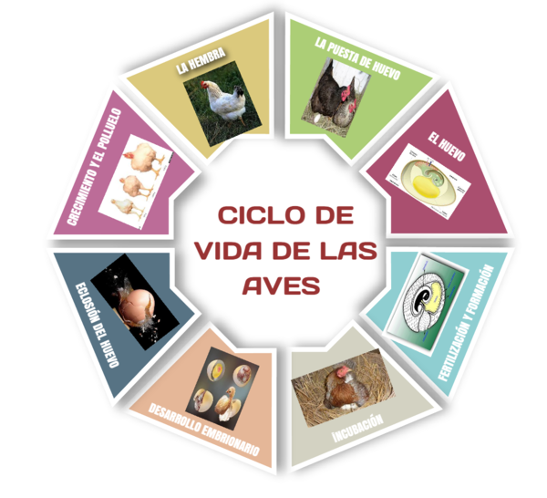 Ciclo de vida de las aves by LMG on Genially