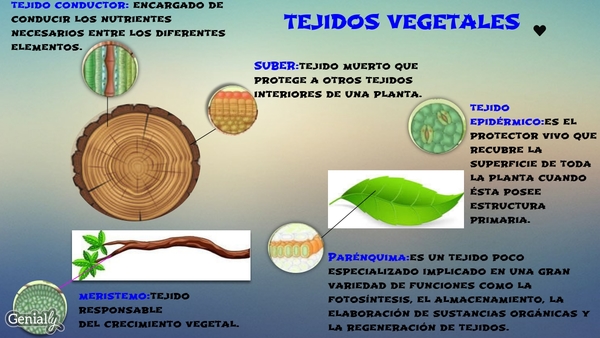 Tejido Vegetal Funciones