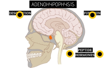 ADENOHYPOPHYSIS