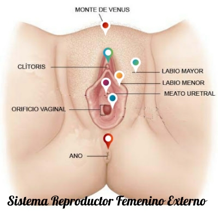 Sistema Reproductor Femenino Externo By Gaby Vidrio98 On Genially
