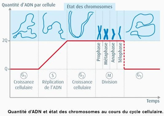 Aix Marseille Biologie Cellulaire Biochimie Genie Biologique